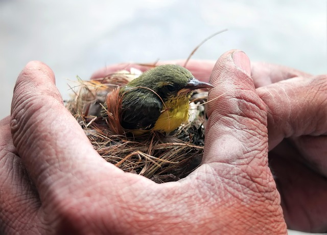 Illustration of a small, tender moment like a child's hand holding a flower